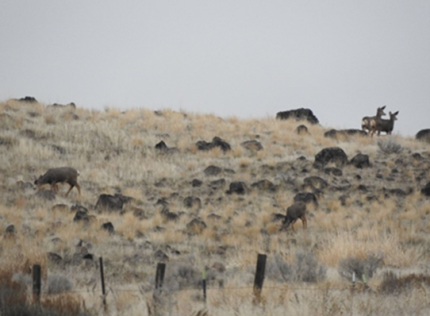 Deer on a hill