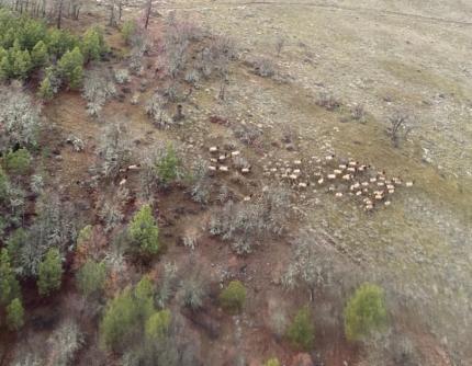 Elk observed during the flight survey. 