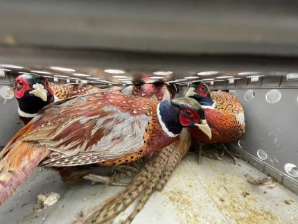 Pheasants in a box