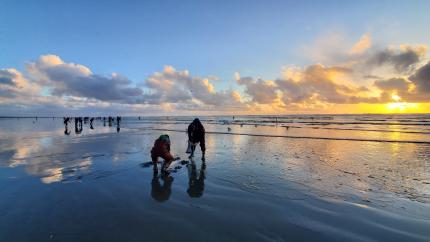 Razor clam diggers try their luck at sunset on a coastal beach