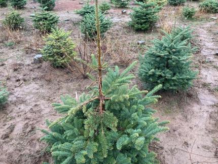 Deer damage to a Christmas tree.