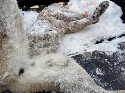 Deceased sub-adult male cougar. 