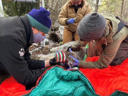 Biologist Fitkin and Home Range crew members checking collar fit.