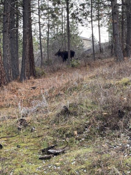 Despite hazing attempts, the moose was not willing to leave the property.. 