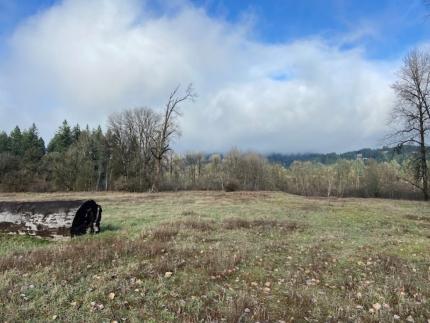 Native pollinator seed spread across bare areas at multiple sites on Eagle Island.