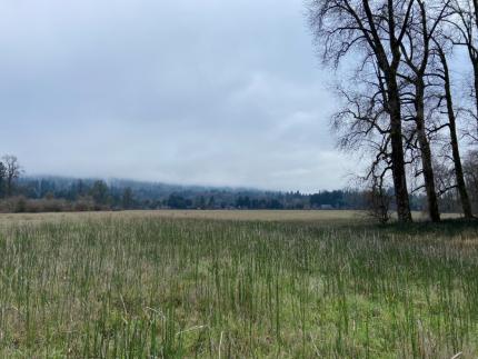 . Wildlife Area staff personnel have worked on eradicating the Scotch broom here for five consecutive years. 