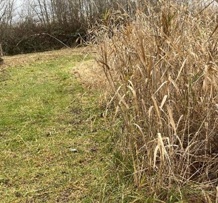 Vancouver Lake Unit shows the difference between what the vegetation looks with (left) and without (right) mowing.