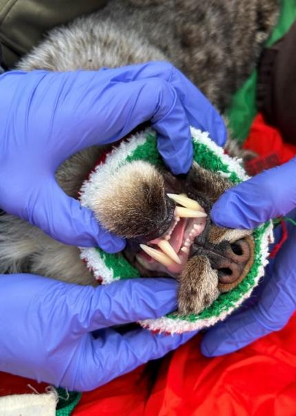 Teeth and dew claw of a healthy young lynx.