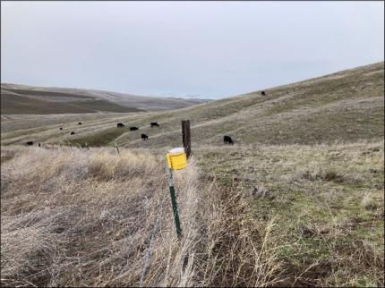 One of numerous fox lights installed around a large calving pasture in Columbia County. 