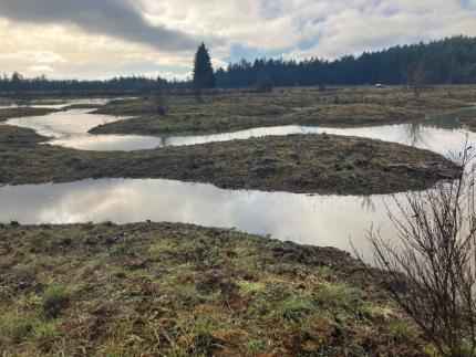 Scatter Creek Wildlife Area. Flooding in mina mounds; “Prairie Bluegill”.