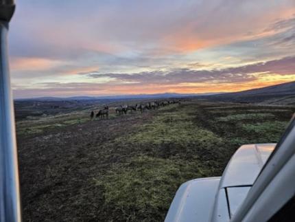 Sunrise at the Cowiche Unit Feed Site.