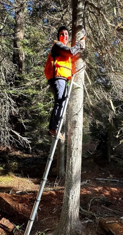 Habitat Biologist Hirschler prepared the scent dispenser tree.