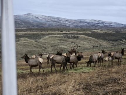 Elk feeding on the Cowiche Unit.