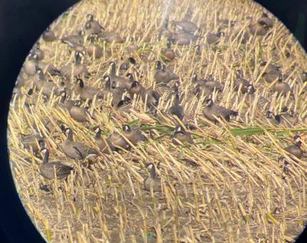 Scanning a flock of cackling Canada geese looking for duskys.