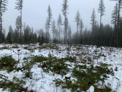 After thinning out lodgepole pine at LeClerc Wildlife Area.