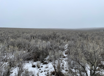 Pygmy rabbit winter burrow search.