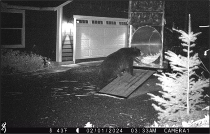 A bear entering a bear trap