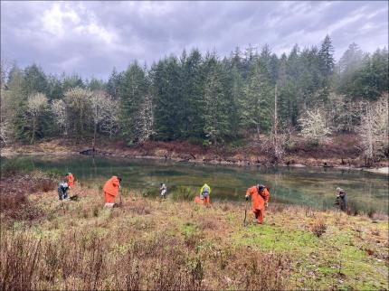 Several people planting shrubs