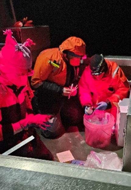 Crew members taking measurements of a marbled murrelet.