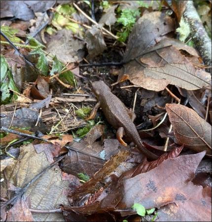 Rough-skinned newt