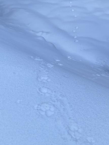 Wolf tracks in the snow