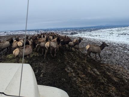 A herd of elk