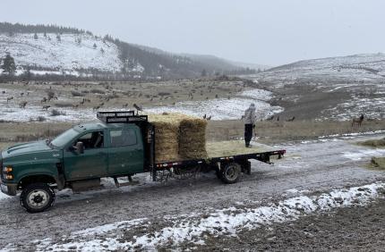 Elk feeding site