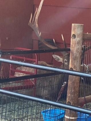 Elk living in goat barn.