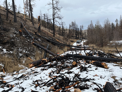 Clearing hazard trees. 