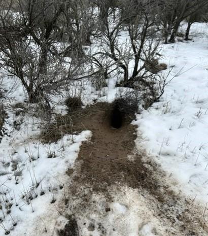 Active pygmy rabbit burrow