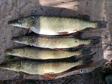 Pike caught by WDFW on San Juan Island in March 2024