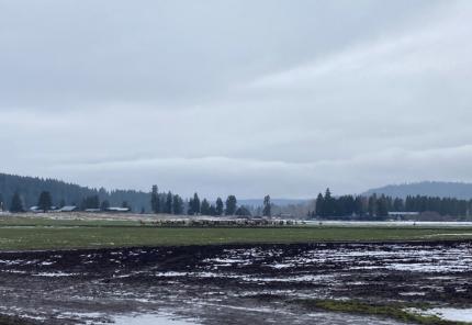 Herd of elk damaging organic herb crops.