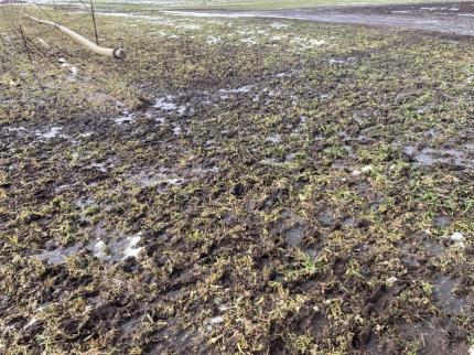 Elk trampling of high-value skullcap crop. 