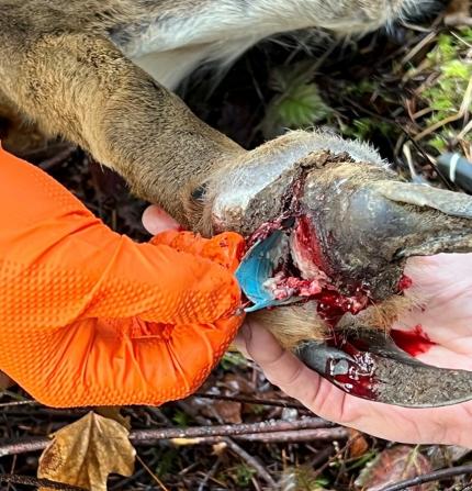 Jacobsen removing the plastic from the hoof.