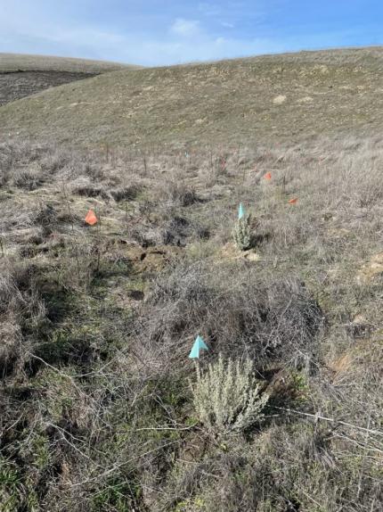 Sagebrush growing well at Neff Jones Road. 