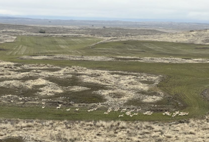 Pronghorn antelope seen during aerial survey