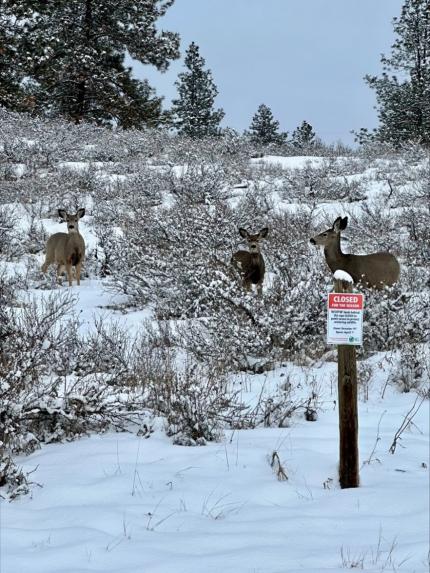 Mule deer foraging