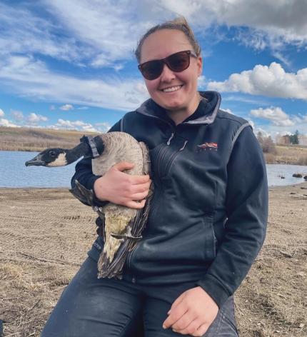 Biologist Clements with a captured Canada goose. 