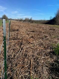 Fenceline at the Shillapoo Wildlife Area before the prescribed burn.