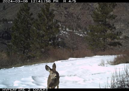 A curious fawn.