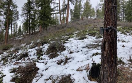 Trail camera near Blewett Pass.