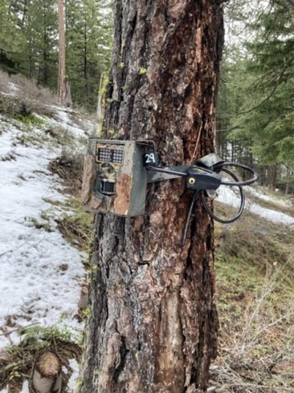 Trail camera placed near Blewett Pass.