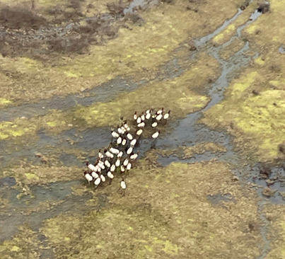 Large group of elk on the Mt. St. Helens Wildlife Area. 