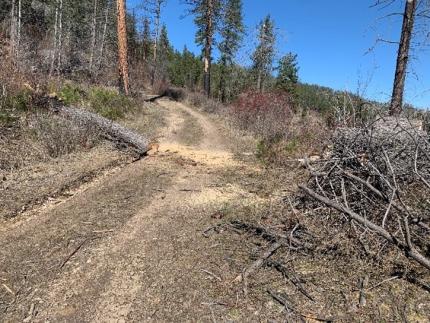 After the tree removal from road. 