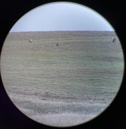 Two male sage grouse displaying to a female in the center. 