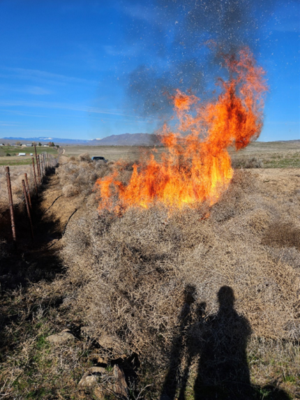 A pile of tumbleweeds burning near Sheep Co. Road.