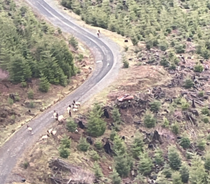 Elk on industrial forestland in GMU 550 (Coweeman).