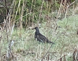 Sooty grouse on industrial forestland in Game Management Unit 550 (Coweeman).