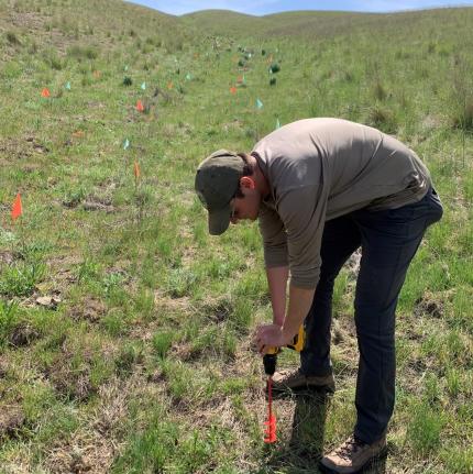 A biologist planting sagebrush plugs.