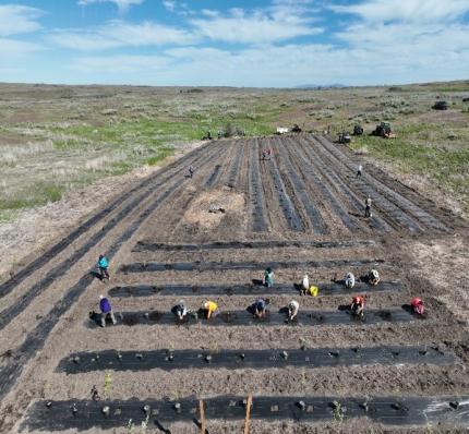 Planting day with volunteers. 